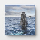 Recherche de baleine plaques Mer