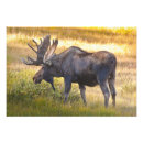 Recherche de orignaux taureau posters Animal