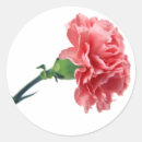 Recherche de oeillet autocollants Carnation