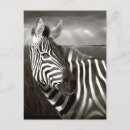 Recherche de plains cartes postales Blanc