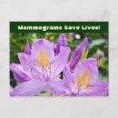 Search for mammogram Health