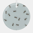 Search for ant ornaments Illustration