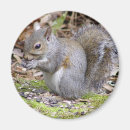 Search for wild squirrel magnets Nature