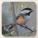 Search for black capped chickadee barware Nature