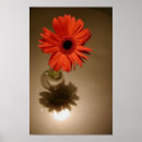 Recherche de gerbera rouge posters Fleur