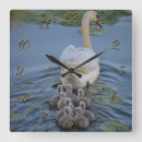 Search for swan clocks Nature