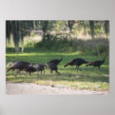 Recherche de dinde sauvage posters Oiseaux