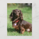 Search for miniature long haired dachshunds postcards Zwergteckel