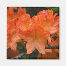 Search for rhododendron magnets Floral