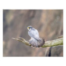 Recherche de palissade posters Nature