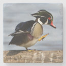 Recherche de griffe dessous de verres Oiseau