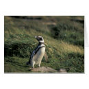 Search for spheniscus Sea bird
