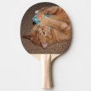 Search for furry ping pong paddles Cat