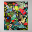 Recherche de lorie posters Perroquet