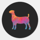 Search for boer goat Show