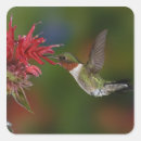 Search for ruby throated hummingbird stickers Adam jones