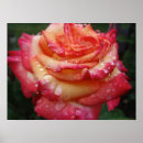 Search for rainbow rose posters Pink