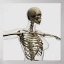 Search for sternum posters White background