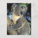 Recherche de koala australie cartes postales Animal