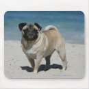 Recherche de balai tapis souris Chien