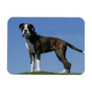 Recherche de canine magnets Brindle