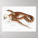 Recherche de serpent rayé Animal