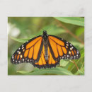 Recherche de papillon de monarque cartes postales Photographie