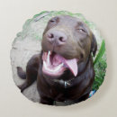 Recherche de chiot labrador coussins Animal