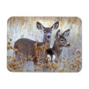 Recherche de mulets magnets Cerf