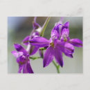 Recherche de delphinium cartes postales Larkspur