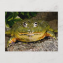 Recherche de vertébré cartes postales Nature