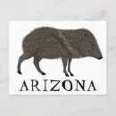 Search for desert animals postcards Arizona
