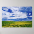 Recherche de canola posters Fleur