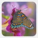 Search for papilio stickers Blue