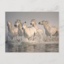Recherche de splash cartes postales Ferme