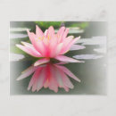 Search for floating flower postcards Waterlily