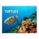 Recherche de tortue calendriers Des tortues terrestres