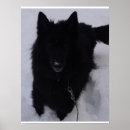 Recherche de tervuren posters Chien de berger belge