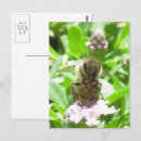 Recherche de pollen cartes postales Abeilles