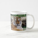 Search for endangered tigers mugs Zoo