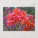 Recherche de bougainvillea cartes postales Floral