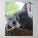 Recherche de à cheveux longs Nebelung