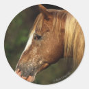 Search for appaloosas stickers Horse