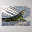 Search for green iguana art Reptile