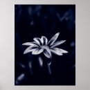 Recherche de flora posters Orange