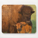 Recherche de veau vache tapis souris Animal