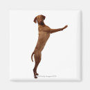 Search for vizsla magnets Animal