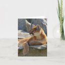 Recherche de animal puma cartes invitations Sauvage