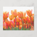 Recherche de tulipe cartes postales Pays bas