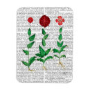 Search for italian magnets Carnation